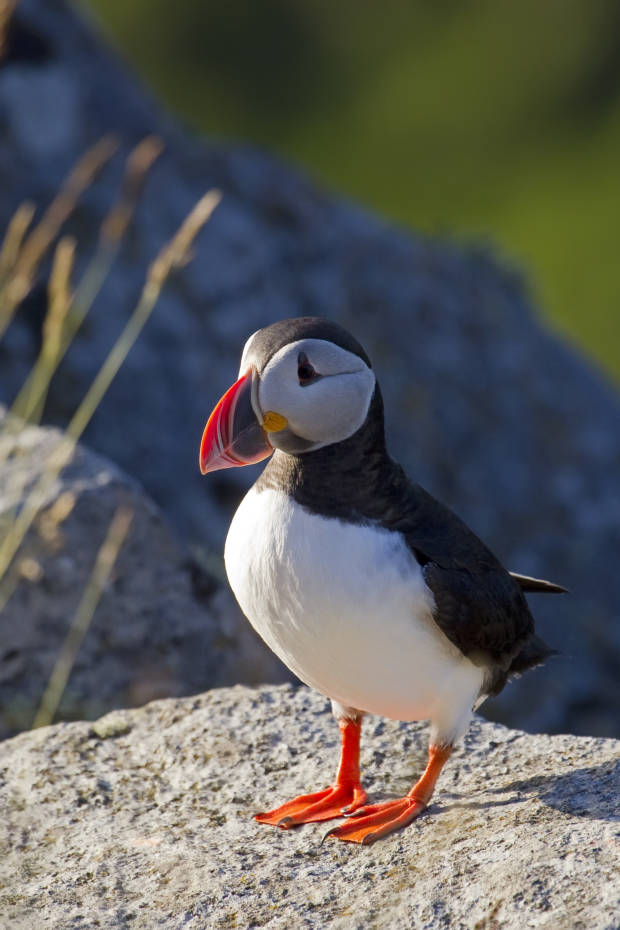 Atlantic Puffin