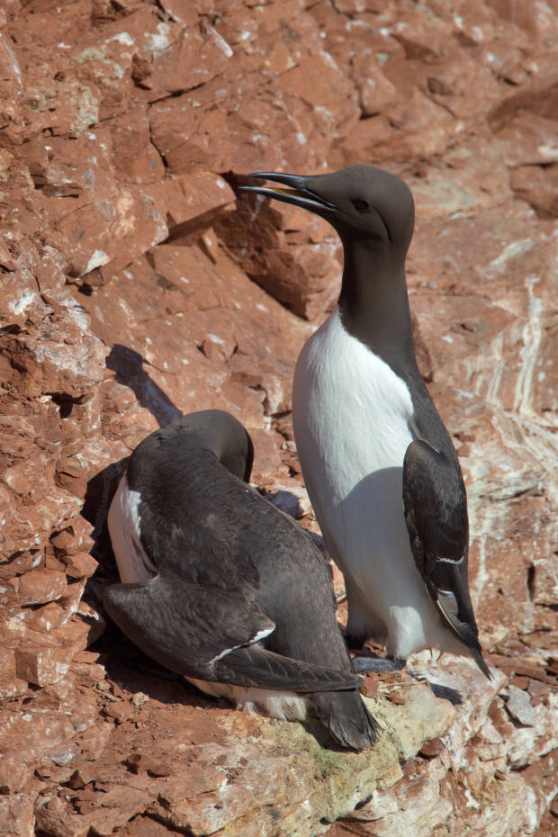 Common Murre