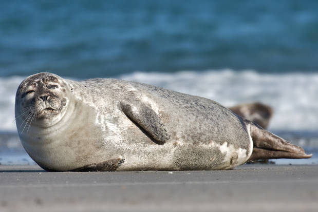 Common_Seal_Phoca_vitulina