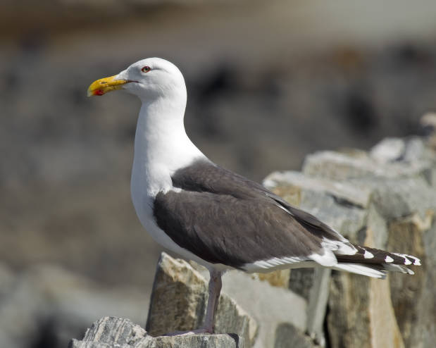 Great_Black-backed_Gull_Larus_marinus