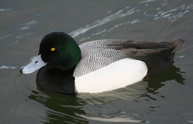 Greater Scaup