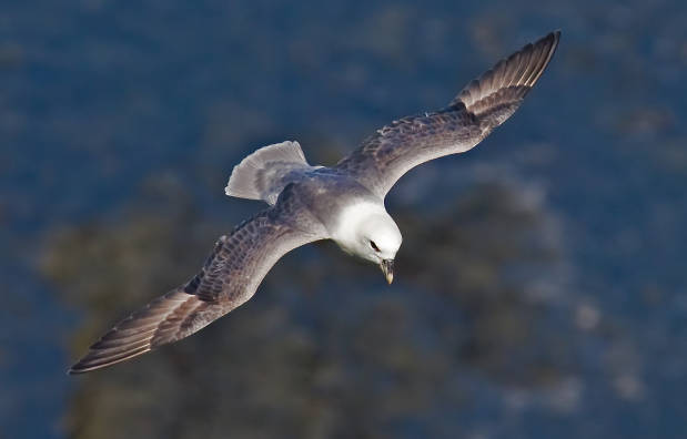 Northern-Fulmar