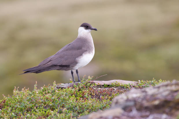 Parasitic Jaeger 