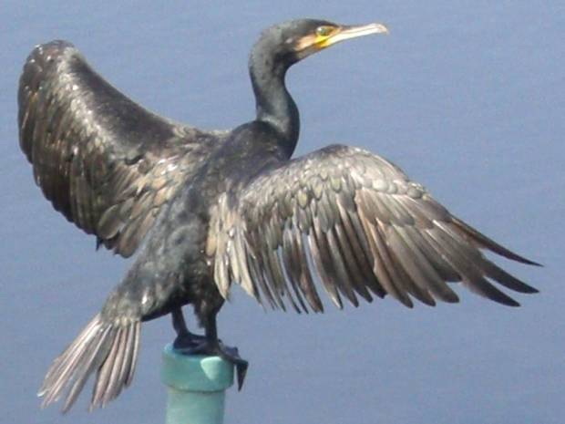 Great Cormorant