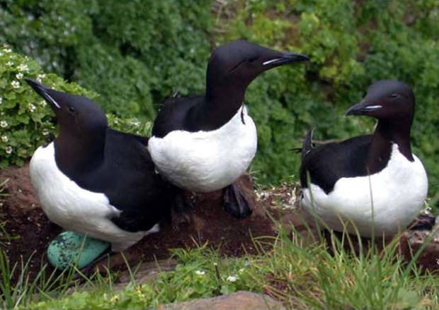 Thick-billed Murre